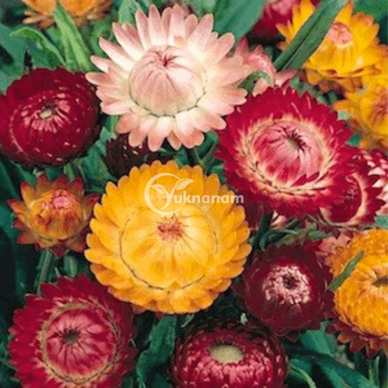 Benih Strawflower Swiss Giant Mix Haira Seed Yuk Nanam