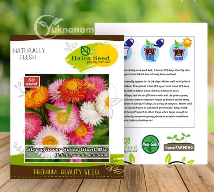 Benih Strawflower Swiss Giant Mix Haira Seed Yuk Nanam