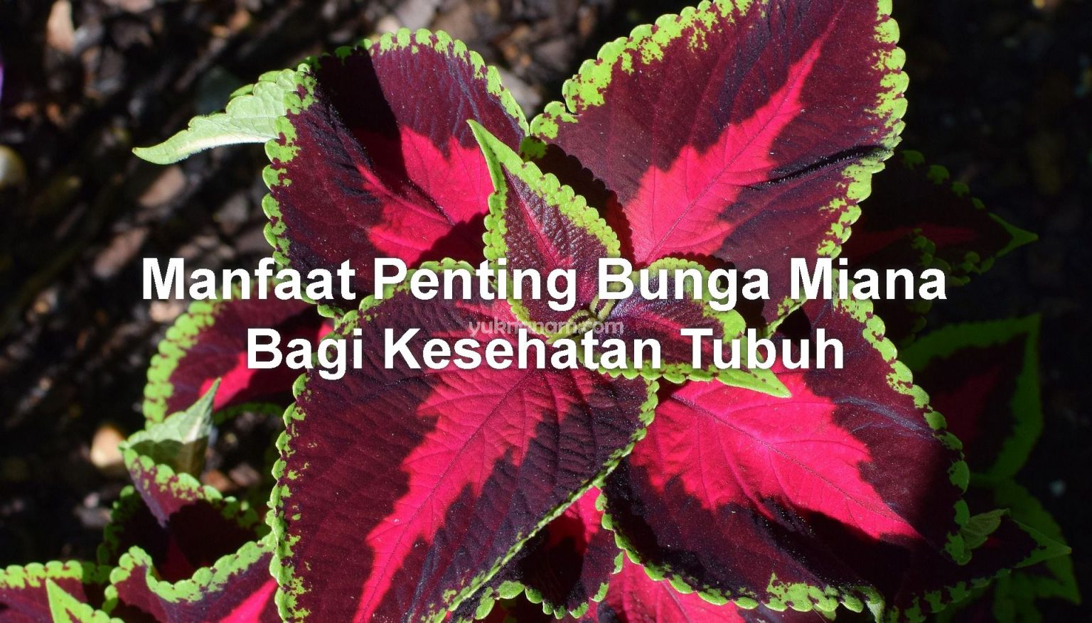 Manfaat Hebat Daun Miana Untuk Bayi: Mengungkap Rahasia Khasiat Luar Biasa Manfaat Miana/Coleus bagi Kesehatan Tubuh | Yuk Nanam
