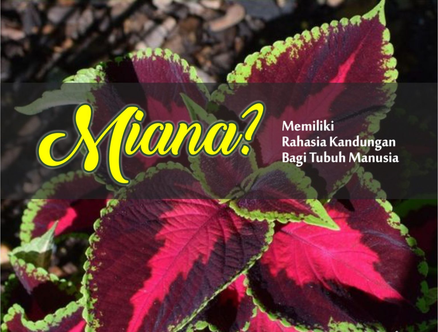 Manfaat Miana Coleus  bagi Kesehatan Tubuh Yuk Nanam