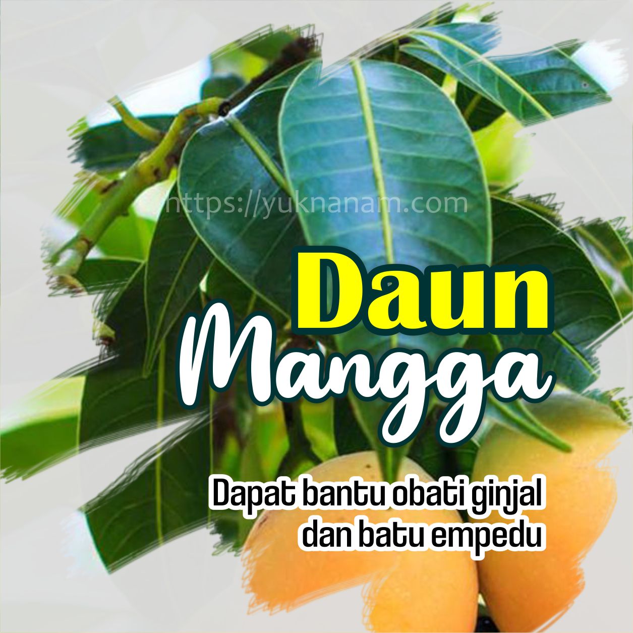 Cari Tahu Manfaat Daun Mangga Yang Satu Ini !!! | Yuk Nanam