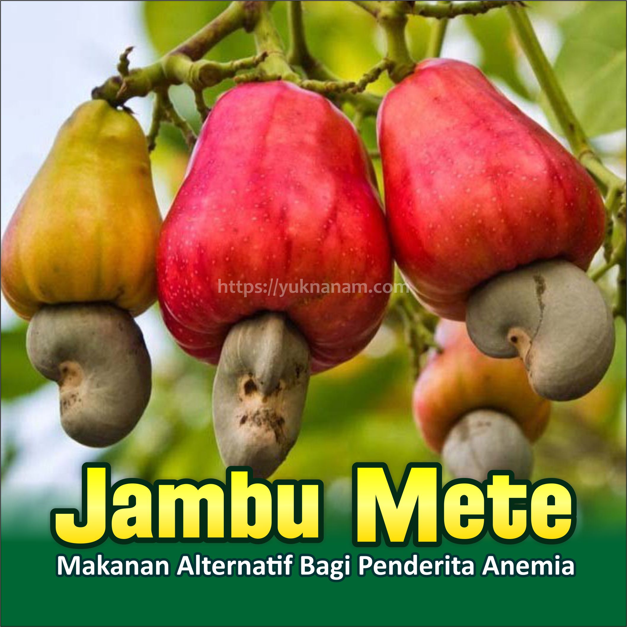 Jambu Mete, Makanan Alternatif Bagi Penderita Anemia | Yuk Nanam