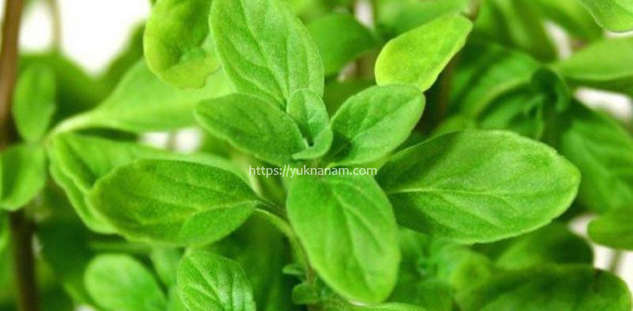 Tingkatkan Imun Tubuh Dengan Sweet Marjoram Yuk Nanam