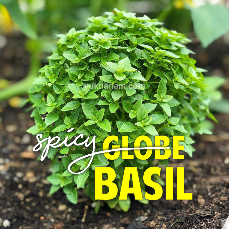 Spicy Globe Basil Baik Untuk Kesehatan Jantung Yuk Nanam